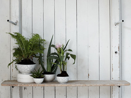 Bringing the Outdoors In